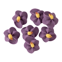 200 St. Zuckerveilchen